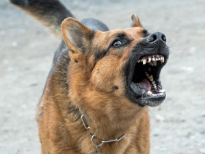 dog barking