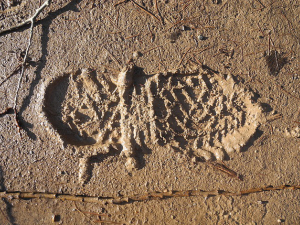 footprint sand